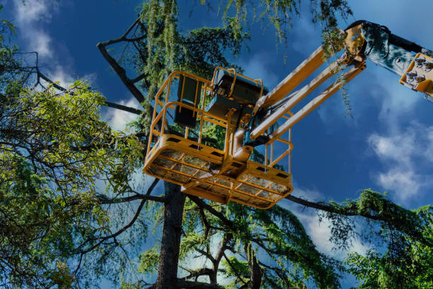 Why Choose Our Tree Removal Services in Lisbon, ME?